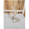 Image 5 : Big Nontypical Whitetail Shed Antler