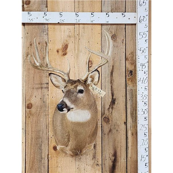 Main Frame 4x4 Whitetail Shoulder Mount Taxidermy