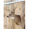 Image 2 : Main Frame 4x4 Whitetail Shoulder Mount Taxidermy