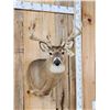 Image 3 : Main Frame 4x4 Whitetail Shoulder Mount Taxidermy