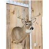 Image 4 : Main Frame 4x4 Whitetail Shoulder Mount Taxidermy