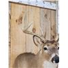 Image 5 : Main Frame 4x4 Whitetail Shoulder Mount Taxidermy
