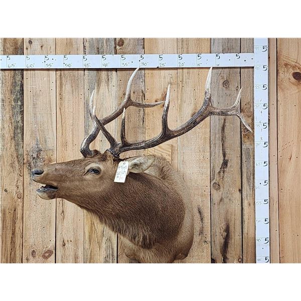 Freak Nontypical Elk Shoulder Mount Taxidermy