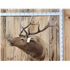 Image 1 : Freak Nontypical Elk Shoulder Mount Taxidermy