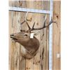 Image 2 : Freak Nontypical Elk Shoulder Mount Taxidermy