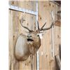 Image 3 : Freak Nontypical Elk Shoulder Mount Taxidermy