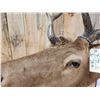 Image 4 : Freak Nontypical Elk Shoulder Mount Taxidermy