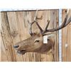 Image 5 : Freak Nontypical Elk Shoulder Mount Taxidermy