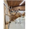 Image 6 : Freak Nontypical Elk Shoulder Mount Taxidermy