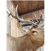 Image 7 : Freak Nontypical Elk Shoulder Mount Taxidermy