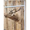 Image 8 : Freak Nontypical Elk Shoulder Mount Taxidermy