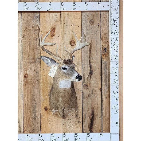 Main Frame 4x4 Whitetail Shoulder Mount Taxidermy