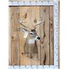 Image 1 : Main Frame 4x4 Whitetail Shoulder Mount Taxidermy