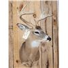 Image 2 : Main Frame 4x4 Whitetail Shoulder Mount Taxidermy