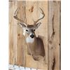 Image 3 : Main Frame 4x4 Whitetail Shoulder Mount Taxidermy