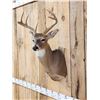 Image 4 : Main Frame 4x4 Whitetail Shoulder Mount Taxidermy