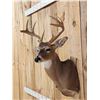 Image 5 : Main Frame 4x4 Whitetail Shoulder Mount Taxidermy