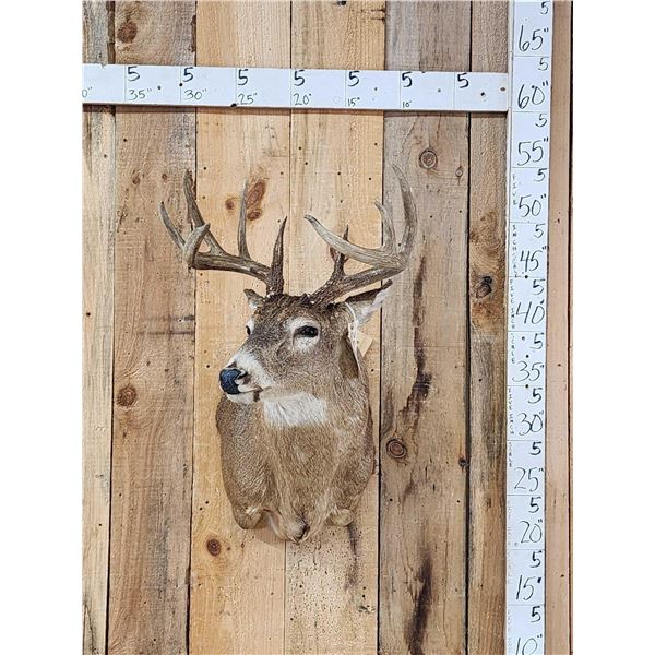 5x5 Whitetail Shoulder Mount Taxidermy