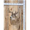 Image 1 : 5x5 Whitetail Shoulder Mount Taxidermy