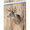 Image 2 : 5x5 Whitetail Shoulder Mount Taxidermy