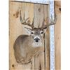 Image 3 : 5x5 Whitetail Shoulder Mount Taxidermy
