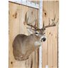 Image 4 : 5x5 Whitetail Shoulder Mount Taxidermy
