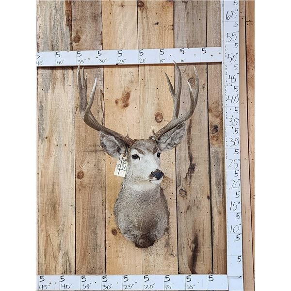 6x5 Mule Deer Shoulder Mount Taxidermy