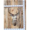Image 1 : 6x5 Mule Deer Shoulder Mount Taxidermy