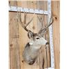 Image 2 : 6x5 Mule Deer Shoulder Mount Taxidermy