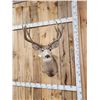 Image 3 : 6x5 Mule Deer Shoulder Mount Taxidermy