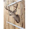 Image 4 : 6x5 Mule Deer Shoulder Mount Taxidermy