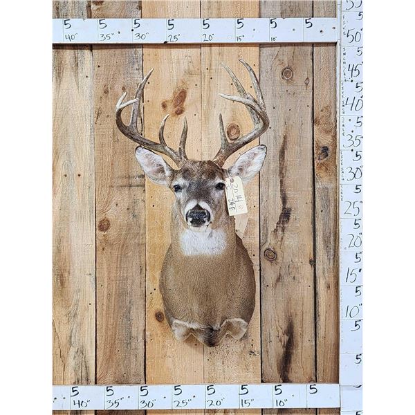 Main Frame 4x4 Whitetail Shoulder Mount Taxidermy