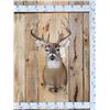 Image 1 : Main Frame 4x4 Whitetail Shoulder Mount Taxidermy