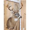 Image 2 : Main Frame 4x4 Whitetail Shoulder Mount Taxidermy