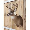 Image 3 : Main Frame 4x4 Whitetail Shoulder Mount Taxidermy