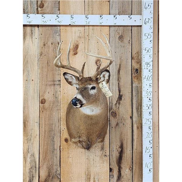 4x4 Whitetail Shoulder Mount Taxidermy