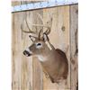 Image 2 : 4x4 Whitetail Shoulder Mount Taxidermy