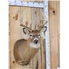 Image 3 : 4x4 Whitetail Shoulder Mount Taxidermy