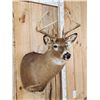 Image 4 : 4x4 Whitetail Shoulder Mount Taxidermy