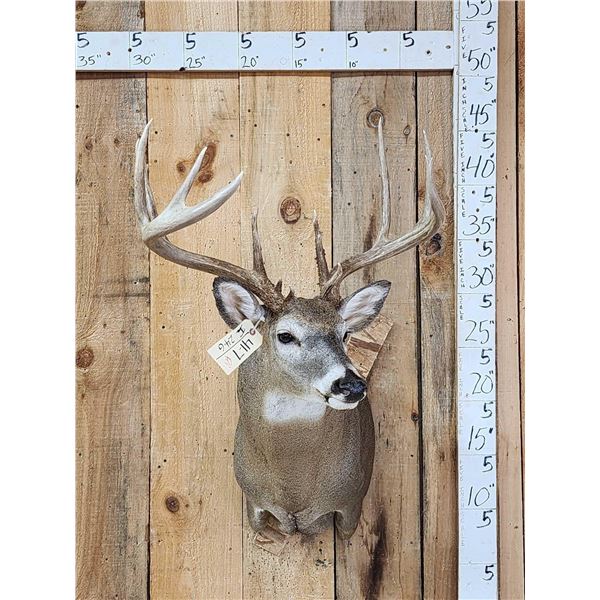 Gorgeous 5x5 Whitetail Shoulder Mount Taxidermy