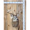 Image 1 : Gorgeous 5x5 Whitetail Shoulder Mount Taxidermy