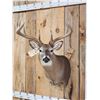 Image 2 : Gorgeous 5x5 Whitetail Shoulder Mount Taxidermy