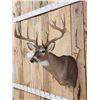 Image 3 : Gorgeous 5x5 Whitetail Shoulder Mount Taxidermy