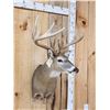 Image 4 : Gorgeous 5x5 Whitetail Shoulder Mount Taxidermy