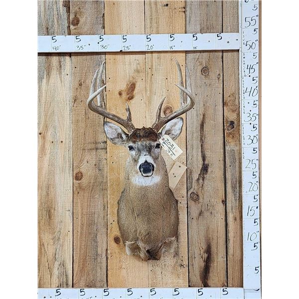4x4 Whitetail Shoulder Mount Taxidermy