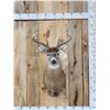 Image 1 : 4x4 Whitetail Shoulder Mount Taxidermy