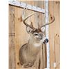 Image 2 : 4x4 Whitetail Shoulder Mount Taxidermy