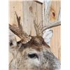 Image 3 : 4x4 Whitetail Shoulder Mount Taxidermy