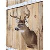 Image 4 : 4x4 Whitetail Shoulder Mount Taxidermy