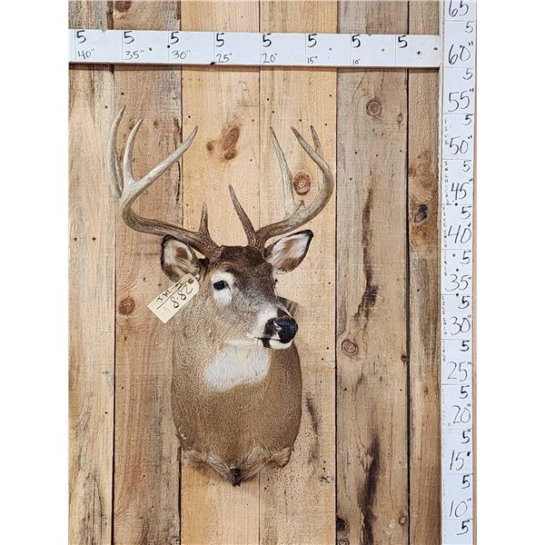 5x5 Whitetail Shoulder Mount Taxidermy